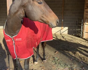 horse in red blanket - how much do horses cost