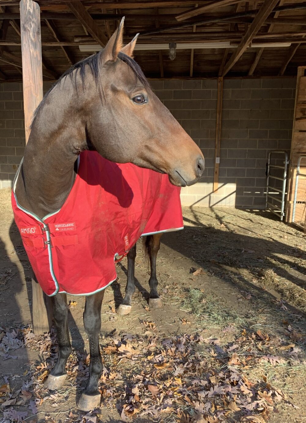How Much Do Horses Cost? Understanding the Costs of Horse Ownership The Practical Horsewoman
